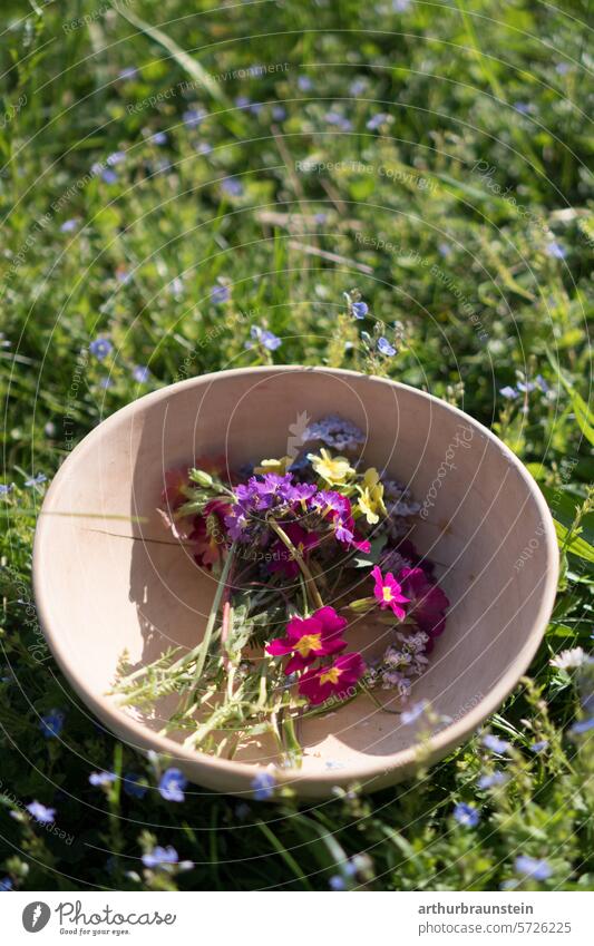 Gepflückte Wiesenblumen Primeln und Wiesenschaumkraut in Holzschale bereit für Kochen mit Blüten blüten essen natur Tageslicht Blütezeit zarte Blüten