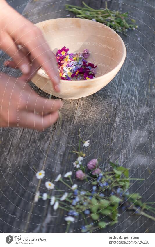 Frisch per Hand gepflückte Wiesenblumen Gänseblümchen und Rotklee aus dem Garten zum Kochen mit Blüten für vegane und vegetarische Speisen blüten essen natur