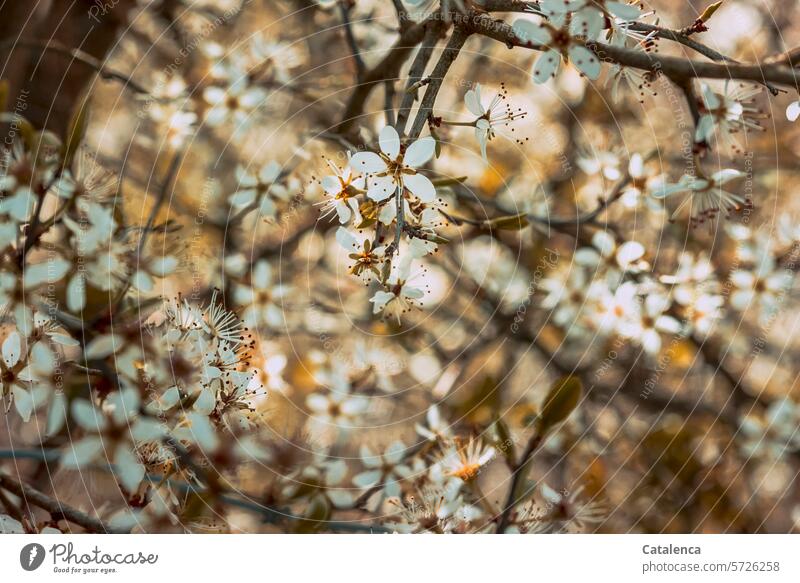 Die Blüten des Weißdorns Blütenblätter blühen duften Frühling Jahreszeit Pflanze Natur Flora Garten Tag Tageslicht Weiss Grün Orange