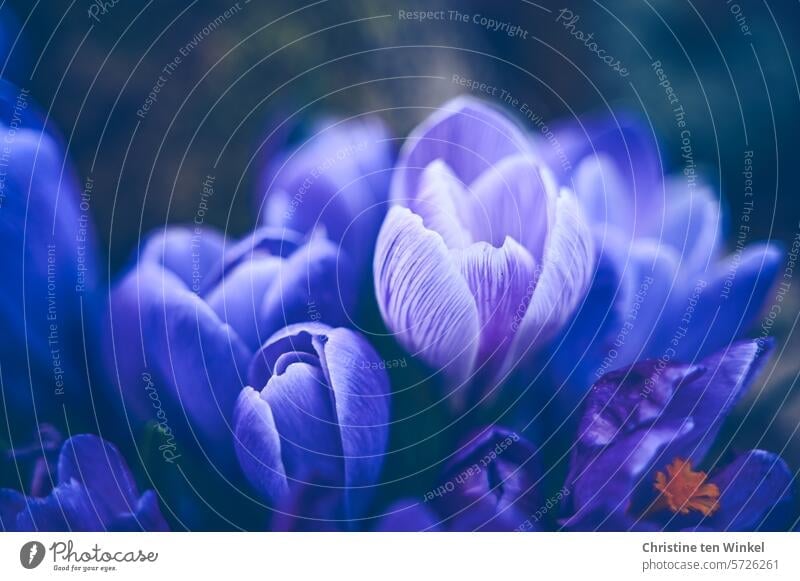 lila Krokusse im Garten lila Blüten Krokusblüte Natur Frühling blühend violett Unschärfe Perspektive ästhetisch nah Schwache Tiefenschärfe Frühlingsblume