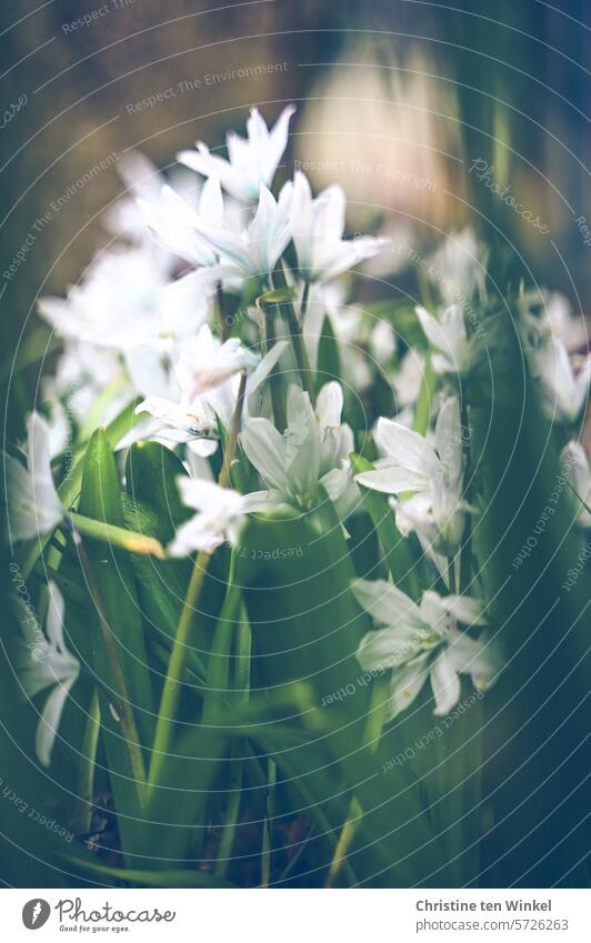 weiße Frühlingsblumen Puschkinie Frühblüher weiße Blüten natürlich Unschärfe Frühlingsgefühle Natur Garten Schwache Tiefenschärfe Kegelblume Puschkinia Blümchen