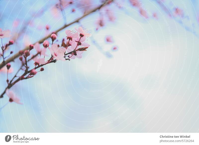 wunderschöne rosa Blüten der Blutpflaume vor hellblauem Himmel Frühling Frühlingsgefühle Glück Gefühle Zweig Nahaufnahme Pflanze Baumblüte Blühend
