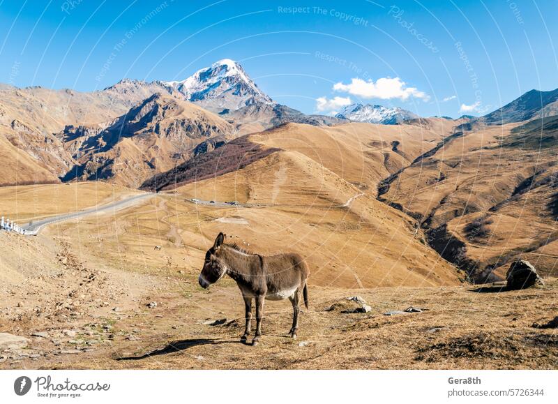 Esel an der Klippe mit schneebedecktem Gipfel in Georgien Kaukasus Tier authentisch Herbst Hintergrund blau Tag Gras hoch Landschaft Berge u. Gebirge natürlich