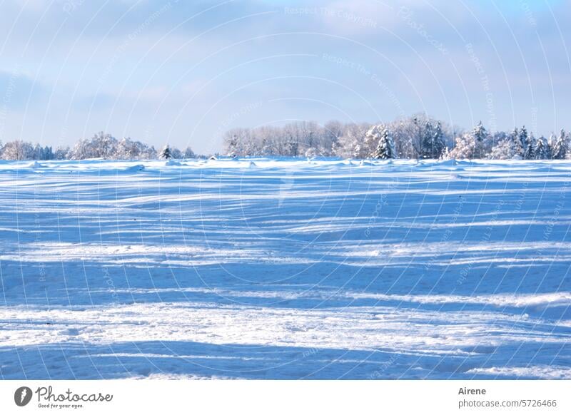 blau gefroren Schnee Winter Sonnenlicht Schneedecke weiß kalt frieren Totale Feld Wiese Natur Landschaft Schatten Himmel Blauer Himmel Fläche Eis eisig Kälte