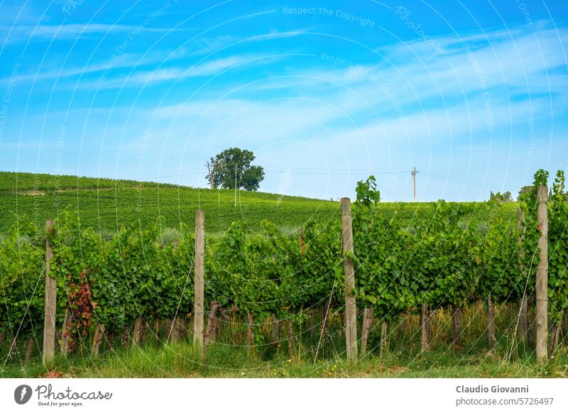 Ländliche Landschaft in der Nähe von Foligno und Montefalco, Umbrien, Italien, im Sommer Europa Perugia Ackerbau Farbe Tag Bauernhof Feld grün Hügel Natur