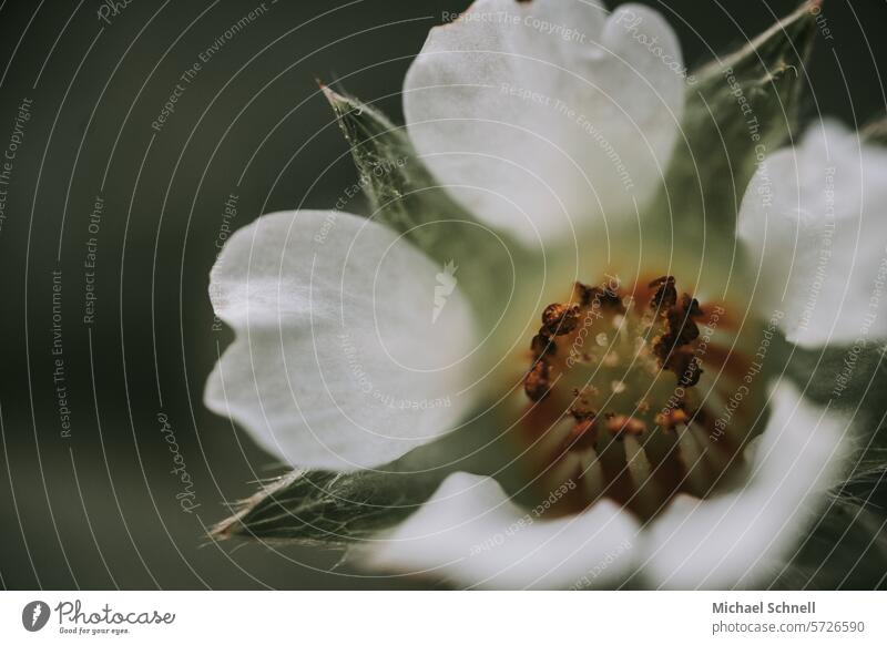 Kleines weiß-gelbes Blümchen (Erdbeer-Fingerkraut?) Blume Blüte Natur Frühling Blühend Nahaufnahme Schwache Tiefenschärfe Makroaufnahme