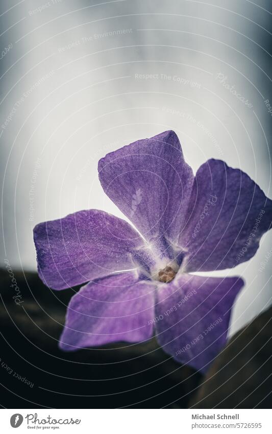 Violettfarbende Blüte zwischen größeren Steinen lila lilafarben Natur violett Pflanze Blume Blühend Frühling natürlich Schwache Tiefenschärfe Detailaufnahme