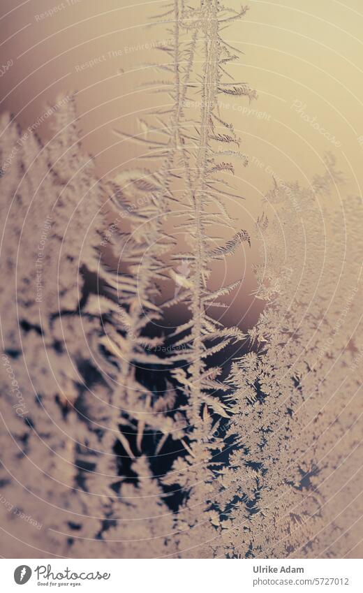 Lappland | Eisblumen Kristalle Eiskristalle Glasscheibe Winter Frost Kälte Natur Kunst Winterlich gefroren frostig winterlich kalt Winterstimmung frieren