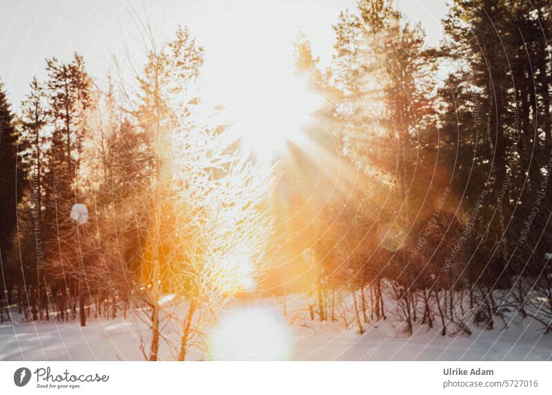 Lappland |Sonne und Schnee Sonnenlicht Traumhaft Idyllisch Licht Tourismus Winterurlaub Skandinavien Ferien & Urlaub & Reisen kalt Außenaufnahme Natur Europa