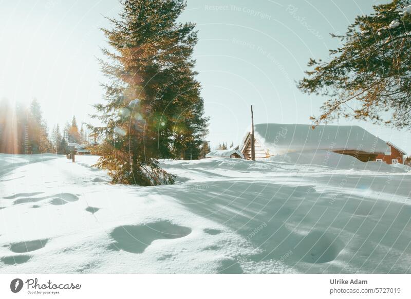 Lappland| Winterwunderland Gegenlicht Sonne Schweden Europa Sonnenstrahlen Schnee Natur Außenaufnahme kalt Ferien & Urlaub & Reisen Skandinavien Tourismus Licht