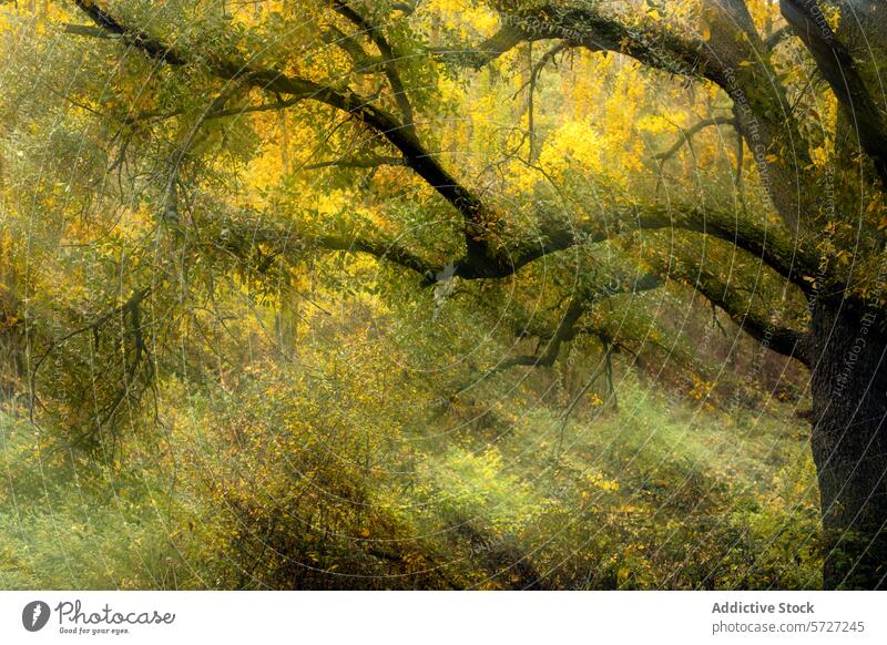 Eine bezaubernde Aussicht unter dem Blätterdach der Cascadeño-Eiche, wo das Sonnenlicht durch das goldene Herbstlaub fällt und eine magische Waldszene schafft.