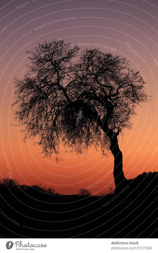 Silhouette eines Baumes vor einem Dämmerungshimmel Himmel Sonnenuntergang Natur Abenddämmerung orange purpur Steigung einsam stehen schlicht Kontrast friedlich