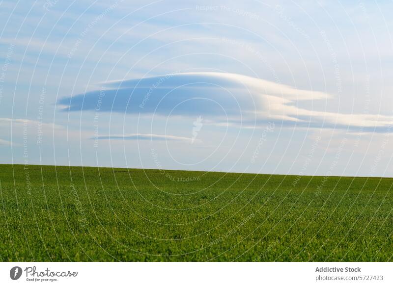Gelassenes grünes Feld unter blauem Himmel mit einzigartiger Wolke Cloud linsenförmig Gelassenheit Natur Landschaft im Freien ländlich Ackerbau Horizont Ruhe