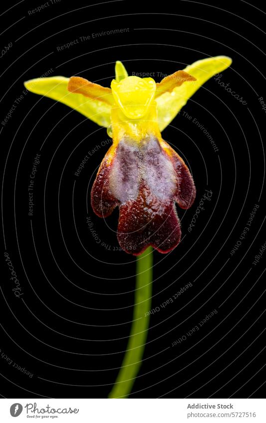 Makroaufnahme einer leuchtenden Ophrys lupercalis Orchidee, die die komplizierten Details der dunkelbraunen Lippe vor den leuchtend gelben Blütenblättern hervorhebt