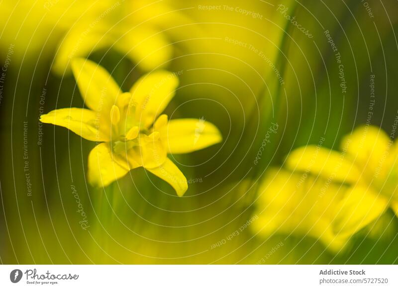 Weichzeichnerbild von leuchtend gelben Wildblumen, mit einem verträumten Unschärfeeffekt, der die zarte Schönheit der Blüten in ihrer natürlichen Umgebung hervorhebt
