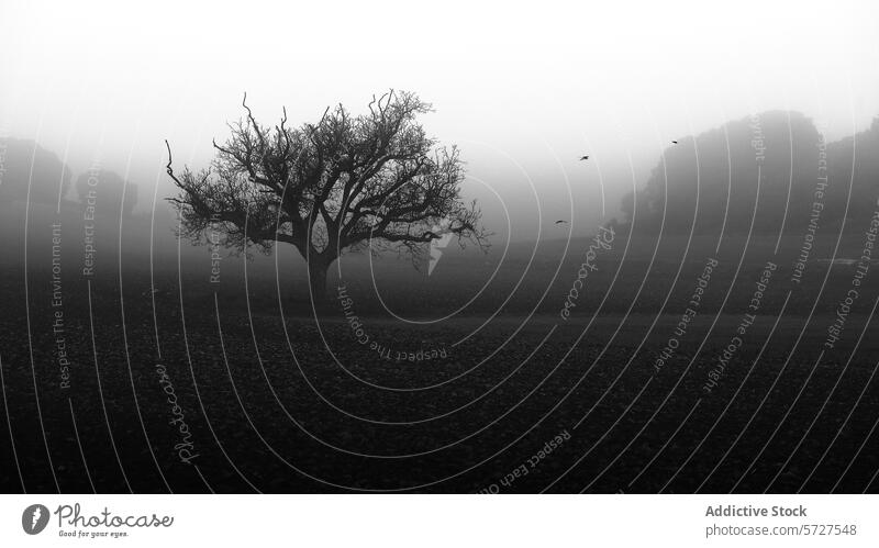 Einsame Eiche in einer nebligen monochromen Landschaft Baum Nebel Monochrom Gelassenheit geheimnisvoll Flug Vogel Natur Ruhe Einsamkeit unheimlich