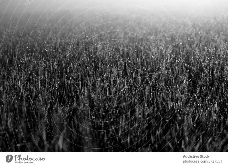 Mysteriöser monochromer Morgentau auf Gras schwarz weiß Monochrom Tau Klinge Gelassenheit mystisch Atmosphäre Foto Feld Feuchtigkeit Natur Windstille ruhig