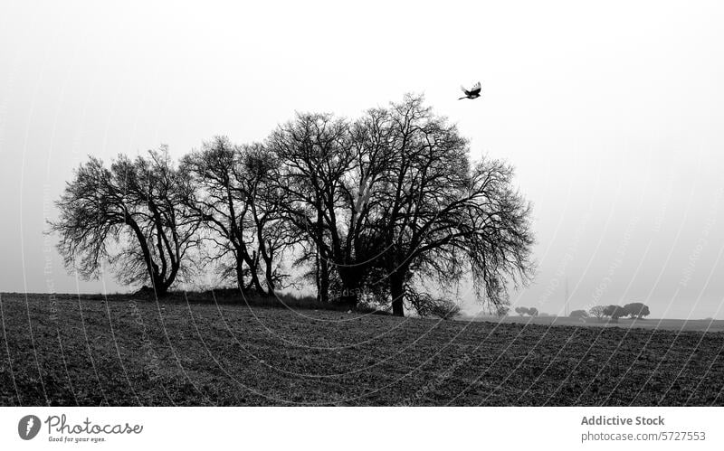 Einsamer Vogel fliegt über eine neblige ländliche Landschaft Flug Baum unverhüllt schwarz auf weiß Gelassenheit Natur vereinzelt schlicht Schönheit Bild Single