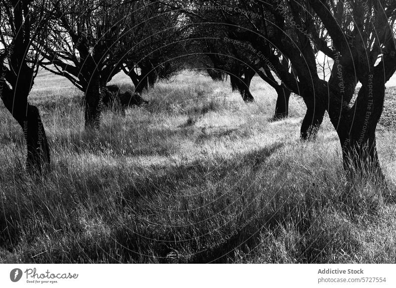 Mysteriöser Hain in Monochrom mit dramatischen Schatten schwarz auf weiß Baum ruhig Gras Feld Natur Kontrast verdrillt natürlich Landschaft Gelassenheit