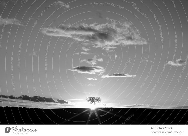 Serene Sonnenaufgang hinter einem silhouetted Baum in Monochrom Silhouette Himmel Cloud schwarz auf weiß Gelassenheit friedlich Natur Landschaft Sonnenlicht