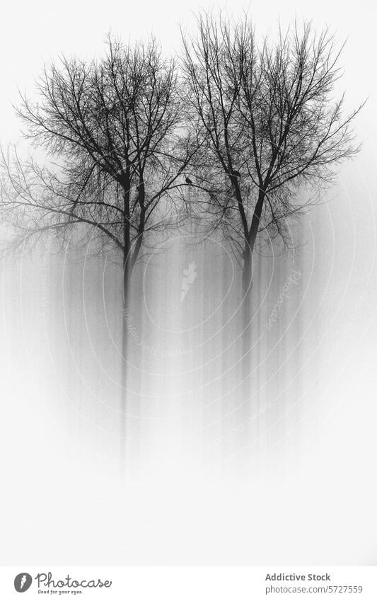 Neblige Mandelbäume in einer verträumten monochromen Landschaft Baum Nebel Monochrom ätherisch Schönheit laublos Leichentuch fesseln Bild verhüllt Natur ruhig