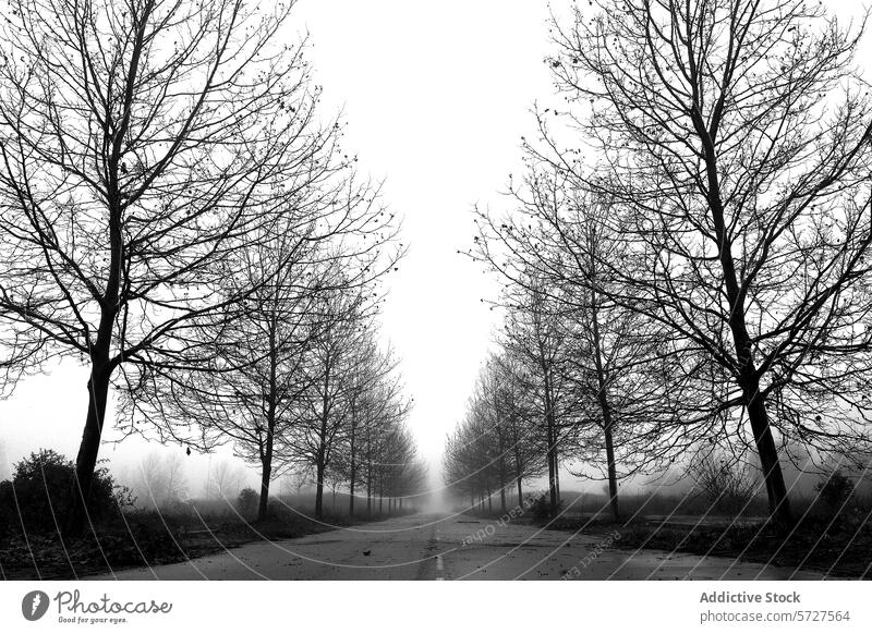 Mysteriöse neblige Straße mit kahlen Platanen gesäumt Nebel Baum Mysterium Einsamkeit desolat schwarz auf weiß unverhüllt Weg unheimlich Stille Winter Natur