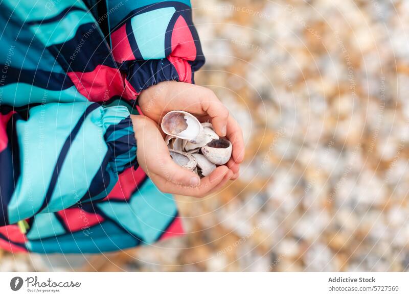 Nahaufnahme von anonymen Kinderhänden, die sorgfältig eine Sammlung von Muscheln halten, Schätze von einem Spaziergang entlang des Kiesstrandes von Whitstable im Vereinigten Königreich