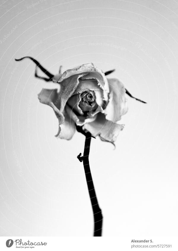 Welke Rosenblüte Blüte Blume Nahaufnahme Schwache Tiefenschärfe Vanitas Vanitas-Motiv Vergänglichkeit vergänglich Romantik schön welk welke Blüte