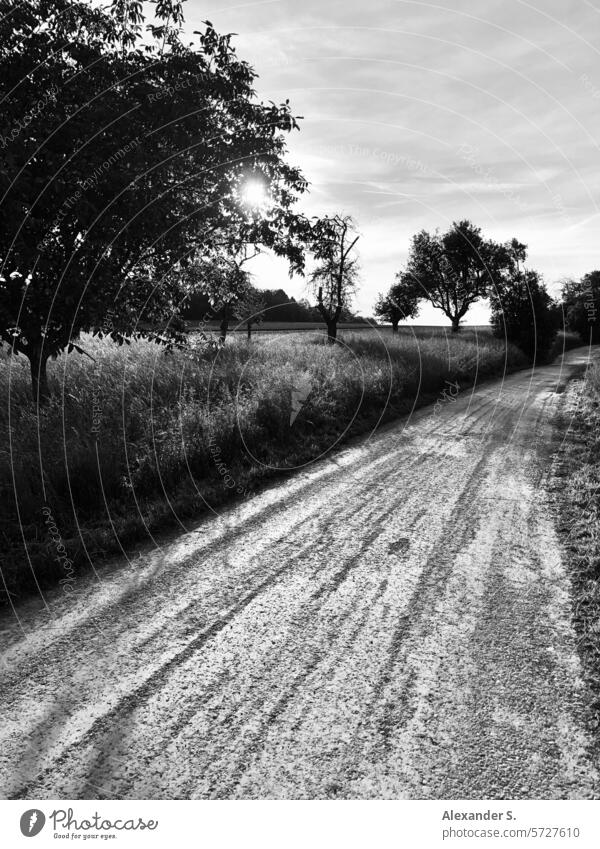 Feldweg mit Bäumen im Gegenlicht Schotterweg Weg Spaziergang Spazierweg Wege & Pfade Landschaft Erholung ruhig wandern Menschenleer Einsamkeit Tag