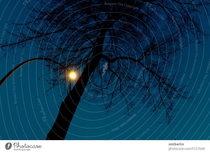 Baum mit Laterne (PC-Standard-Foto) ast baum berlin froschperspektive himmel kiez laterne licht platz schatten stanm straßenbeleuchtung straßenfotografie