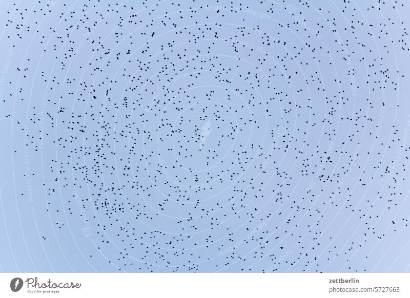 Vogelschwarm abend dämmerung himmel masse menge sammeln sammlung viele vogel vogelschar vogelschwarm vogelzug vögel wolke ziehen zugvogel zugvögel