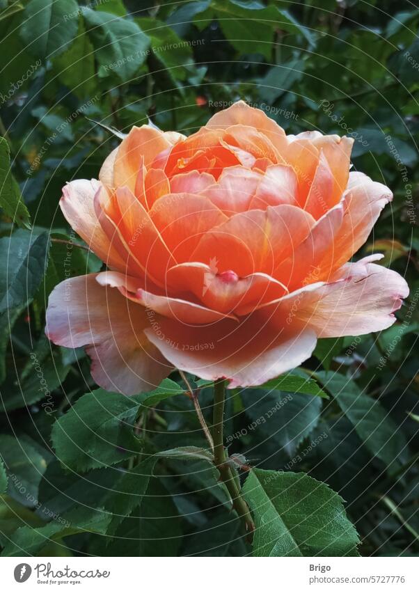 Eine blühende rosafarbene Rose im Garten rose rosen blume garten gärtner grüne blätter
