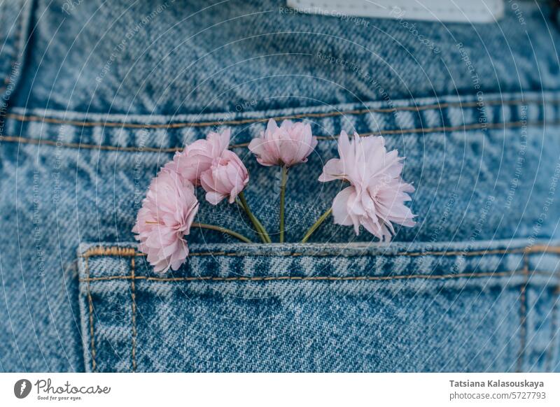 rosa Blumen in der Tasche einer Bluejeans, Nahaufnahme geblümt Jeanshose Jeansstoff Hose blau purpur Überstrahlung Blütezeit Frühling Flora Hintergrund schön