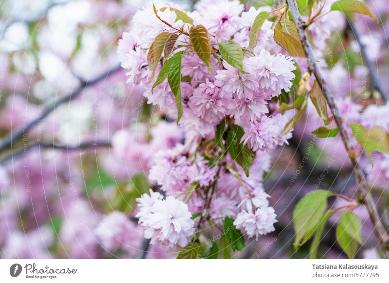 Wunderschöne zartrosa Frühlingskirschblüten und -knospen am Prunus 'Kanzan', einem japanischen blühenden Kirschbaum Kirschblüten Blütezeit prunus serrulata