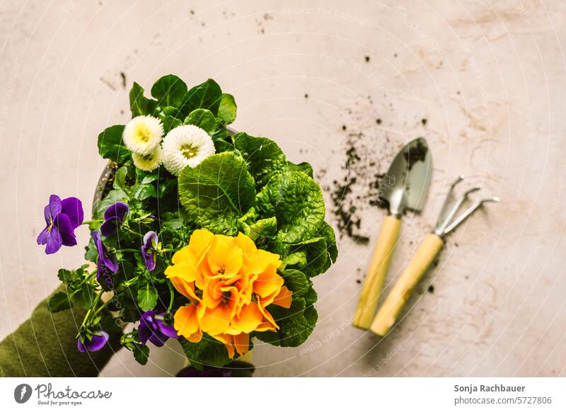 Eine Frau hält einen bunten Blumentopf über einem Tisch. Draufsicht. Frühling gärtnern Pflanze Freizeit & Hobby Wachstum Gartenarbeit gartenwerkzeug Sommer