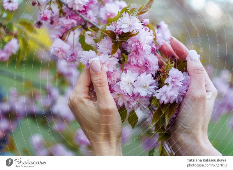 Zwei Frauenhände berühren die Blüten eines blühenden Sakura-Baums. Geringe Schärfentiefe. Fokus auf die Hände. Unscharfer Hintergrund mit Bokeh Hand Frühling