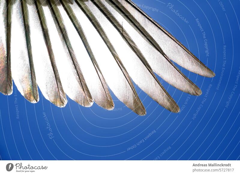 Flügel eines Erlenzeisig (Carduelis Spinus) glänzend Anatomie Vogel Federn Detailaufnahme Singvogel Flug Konzept Eleganz Nahaufnahme Tier Reinheit Natur