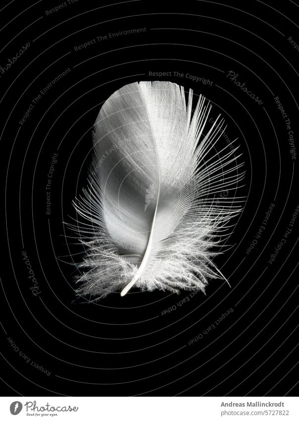 eine weiße Feder vom Höckerschwan (Cygnus Olor) gegen schwarzen Hintergrund Vogel Studioaufnahme schwarzer Hintergrund Nahaufnahme leicht Weichheit weich Schwan