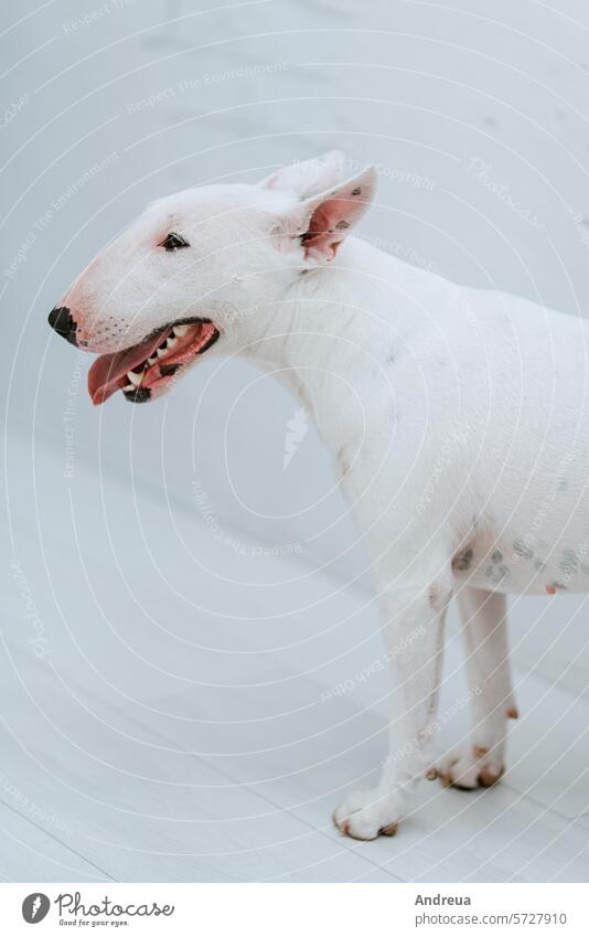 weißer Hund mit glattem Fell sanft Wolle Licht Raum spielen Baustein Wand Eckstoß grau Fliesen u. Kacheln Leitwerke Freund Männerfreund Haustier rosa Zähne