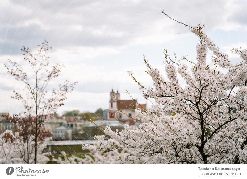 VILNIUS, LITAUEN - 2023 APRIL 22: Kirche St. Philipp und St. Jakob in Vilnius, umgeben von leuchtenden Kirschbäumen im Frühling Litauen Kirschblüten Kirsche