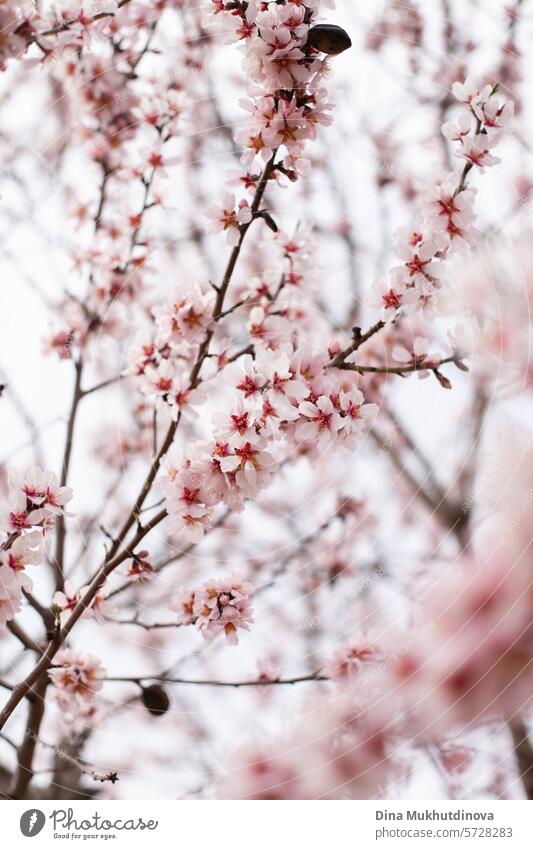 blühender mandelbaum. rosa blüte im frühling. Blumen auf blühenden Baum. Frühlingszeit vertikalen Hintergrund. Blütezeit Kirsche Kirschblüten Blühend Natur