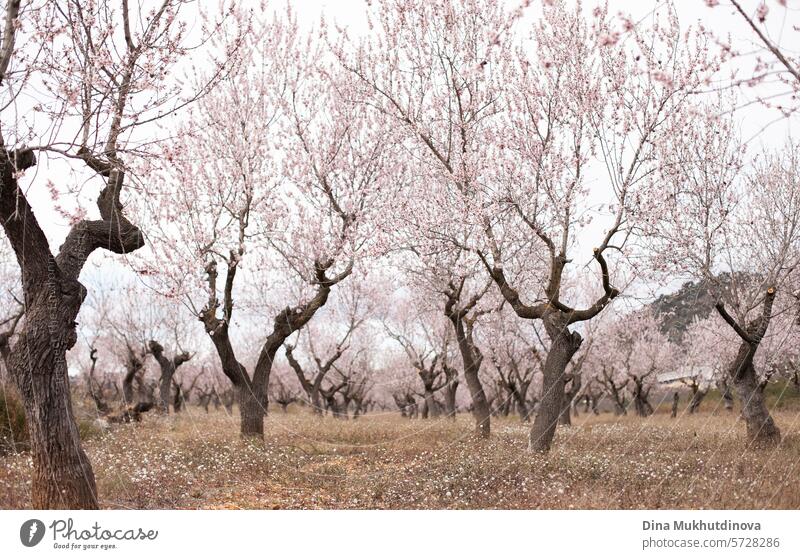 blühender mandelbaum. rosa blüte im frühling. Blumen auf blühenden Baum. Frühlingszeit Obstgarten Garten horizontalen Hintergrund. Blütezeit Kirschblüten