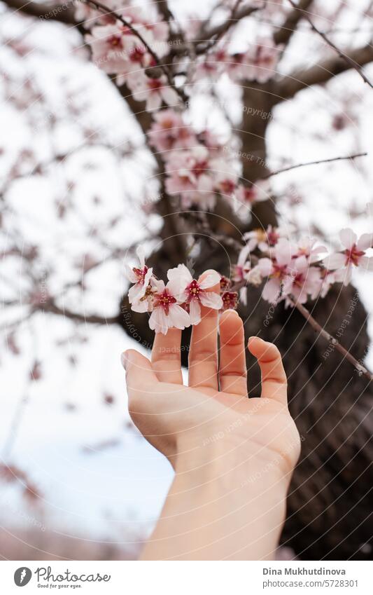 Hand berührt Mandelbaum in Blüte. rosa Blüte im Frühling. Blumen auf blühenden Baum. Frühlingszeit vertikalen Hintergrund. Blütezeit Kirsche Kirschblüten