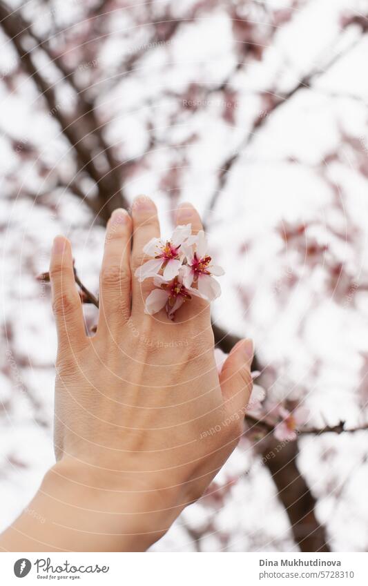 Hand berührt Mandelbaum in Blüte. rosa Blüte im Frühling. Blumen auf blühenden Baum. Frühlingszeit vertikalen Hintergrund. Blütezeit Kirsche Kirschblüten