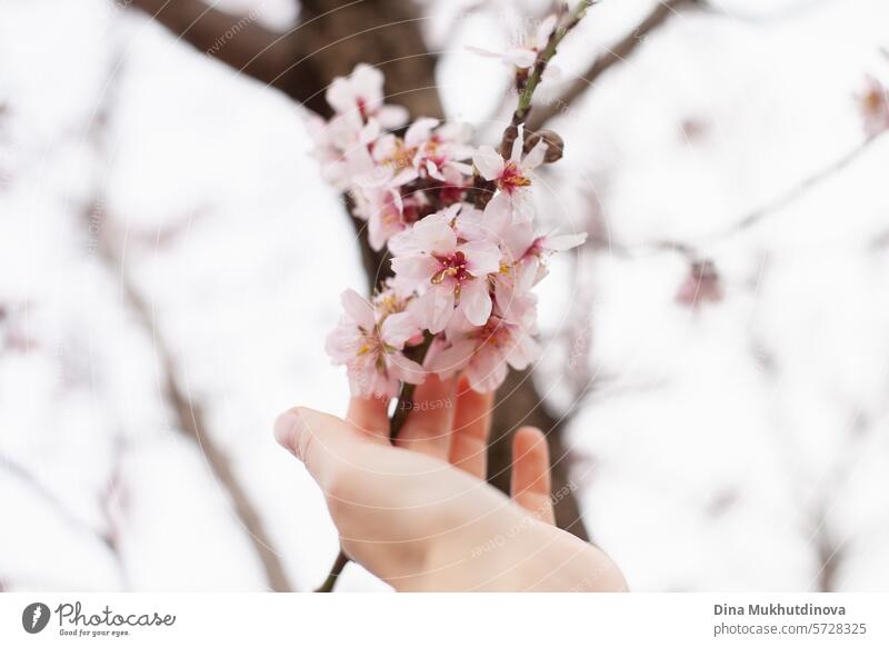 Hand berühren Mandelbaum Zweig blühen. rosa Blüte im Frühjahr. Blumen auf blühenden Baum. Frühlingszeit Saison vertikalen Hintergrund. Blütezeit Kirsche