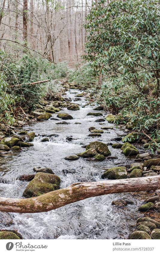 Ein ruhiger grüner Bach im Wald Wälder Fluss strömen Moos moosbedeckt Wasser Windstille Ast