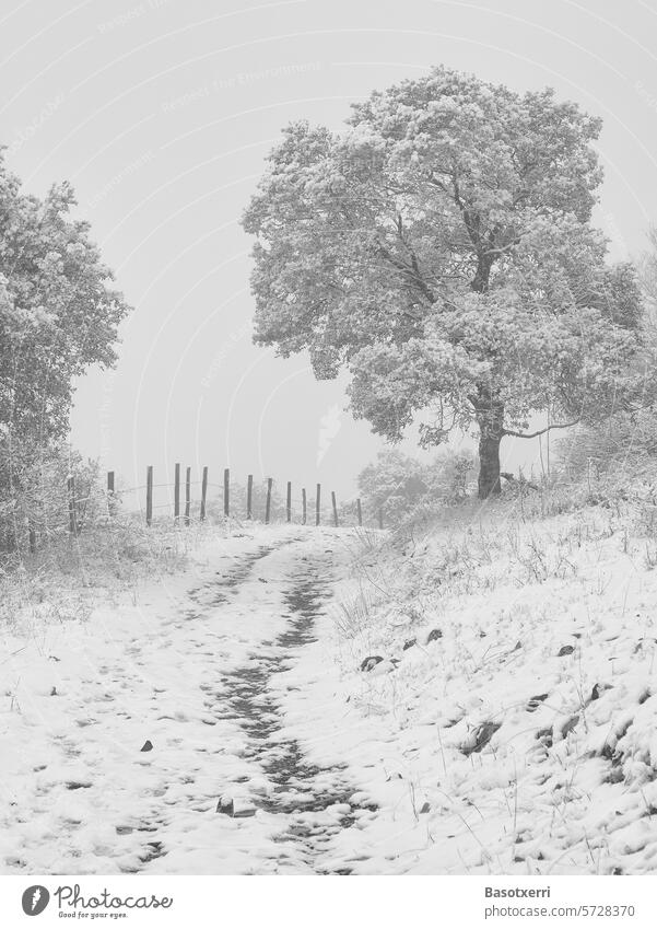 Verschneite Steineiche in winterlicher Landschaft Schnee Winter verschneit Eiche Weg wandern Winterwanderung Pfad Zaun Winterstimmung Bäume Wintertag
