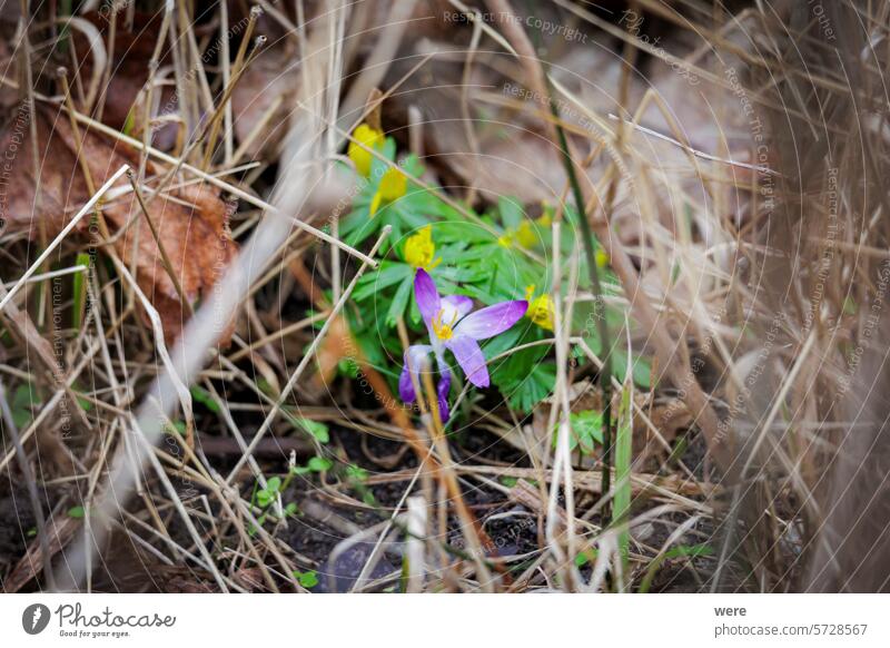 Ein Krokus und Winterlinge blühen versteckt im Gras am Waldrand bei Siebenbrunn Augsburg Augsburger Stadtwald Krokus sativus Fugger Bäume zweijährige Pflanze