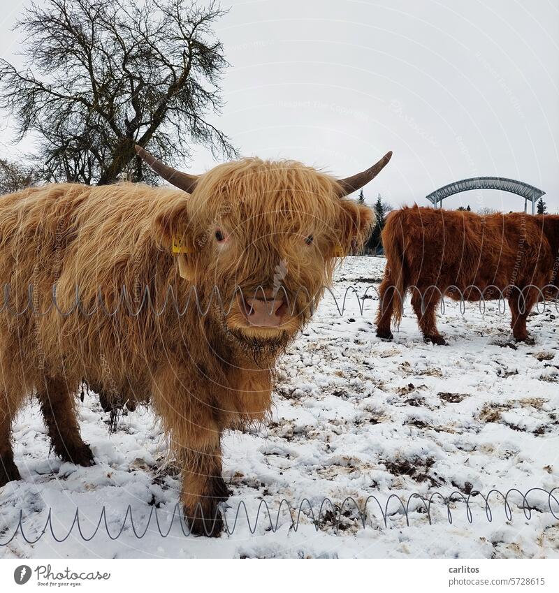 Der Tag davor | Rind auf der Weide Neugier Blick in die Kamera Muttertier Vertrauen Freundlichkeit Augen Haare Viehzucht Horn braun Kyloe Highland Cattle