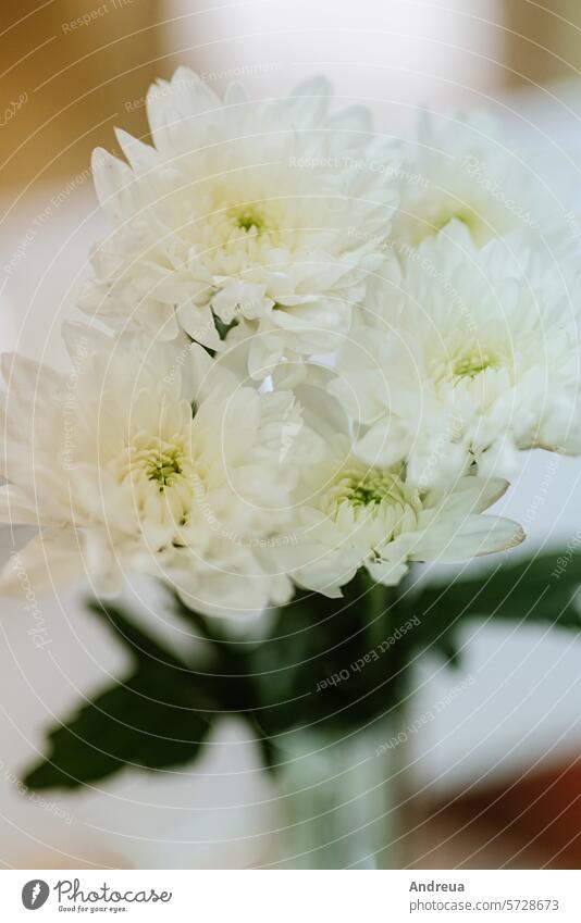 eleganter Hochzeitsstrauß aus frischen Naturblumen schön Blumenstrauß Braut Catering Feier Dekor Dekoration & Verzierung Abendessen Veranstaltung fein geblümt